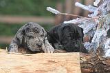 DOGUE ALLEMAND 971